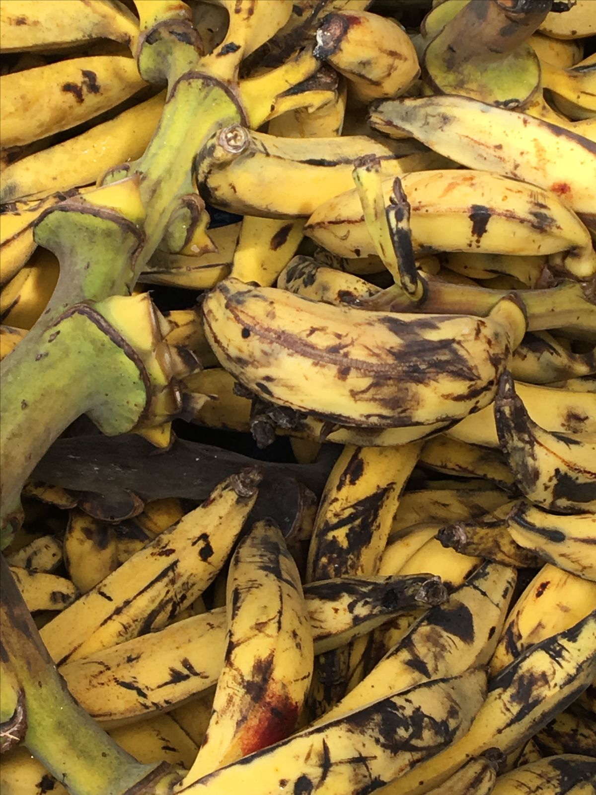 Banane plantain