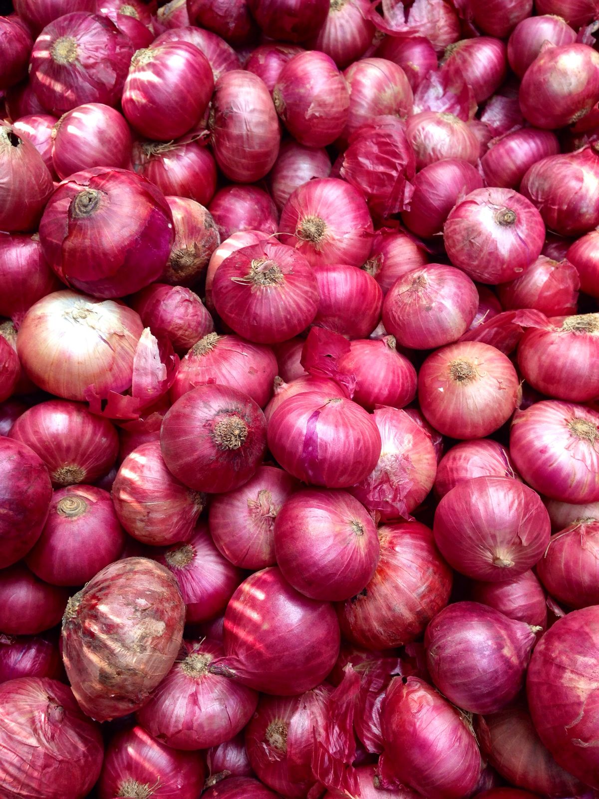 Oignon violet