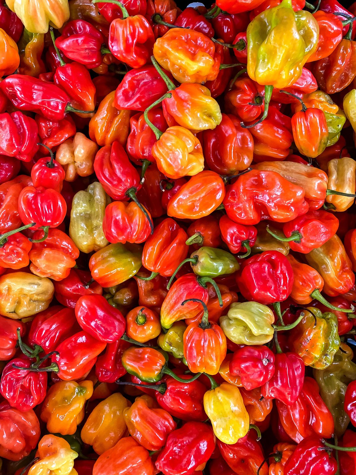 Piment frais