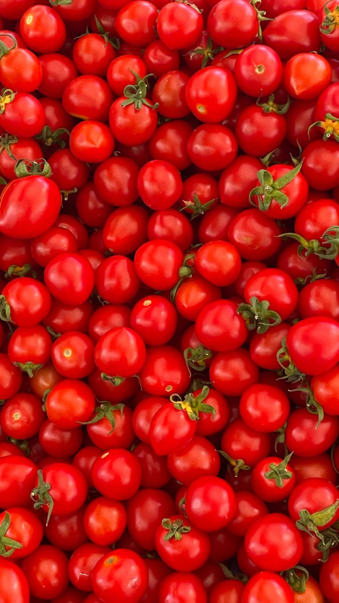 Tomate fraîche